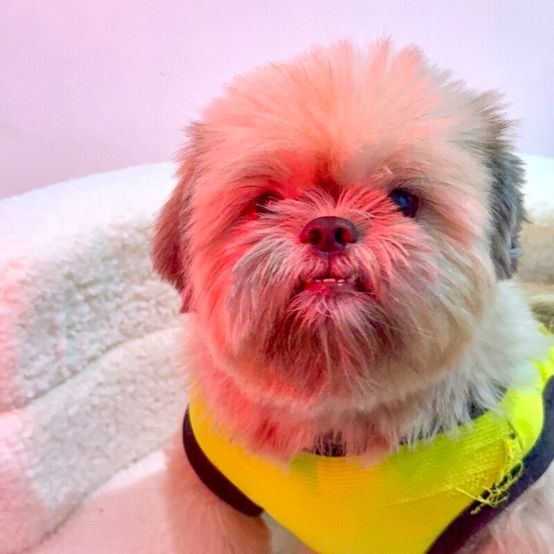 Gloria, a dog