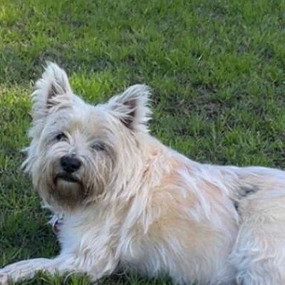 Iggy, a dog