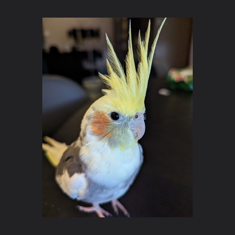 Tux, a cockatiel