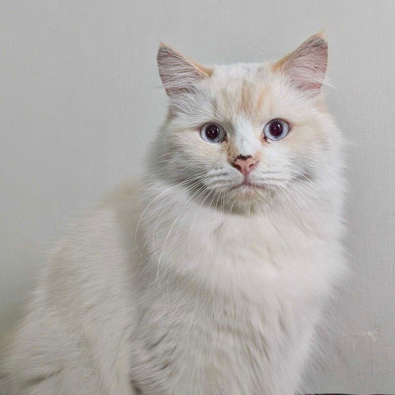 Yuki, a cat